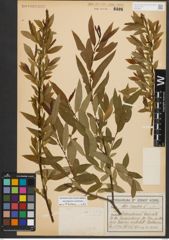 Foto von Salix triandra L.